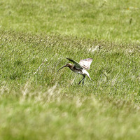 Curlew1